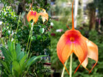 Masdevallia 'Ted Khoe'