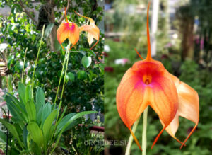 Masdevallia 'Ted Khoe'