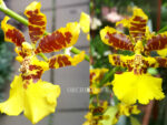 Oncidium Golden Anniversary