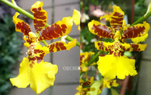 Oncidium Golden Anniversary