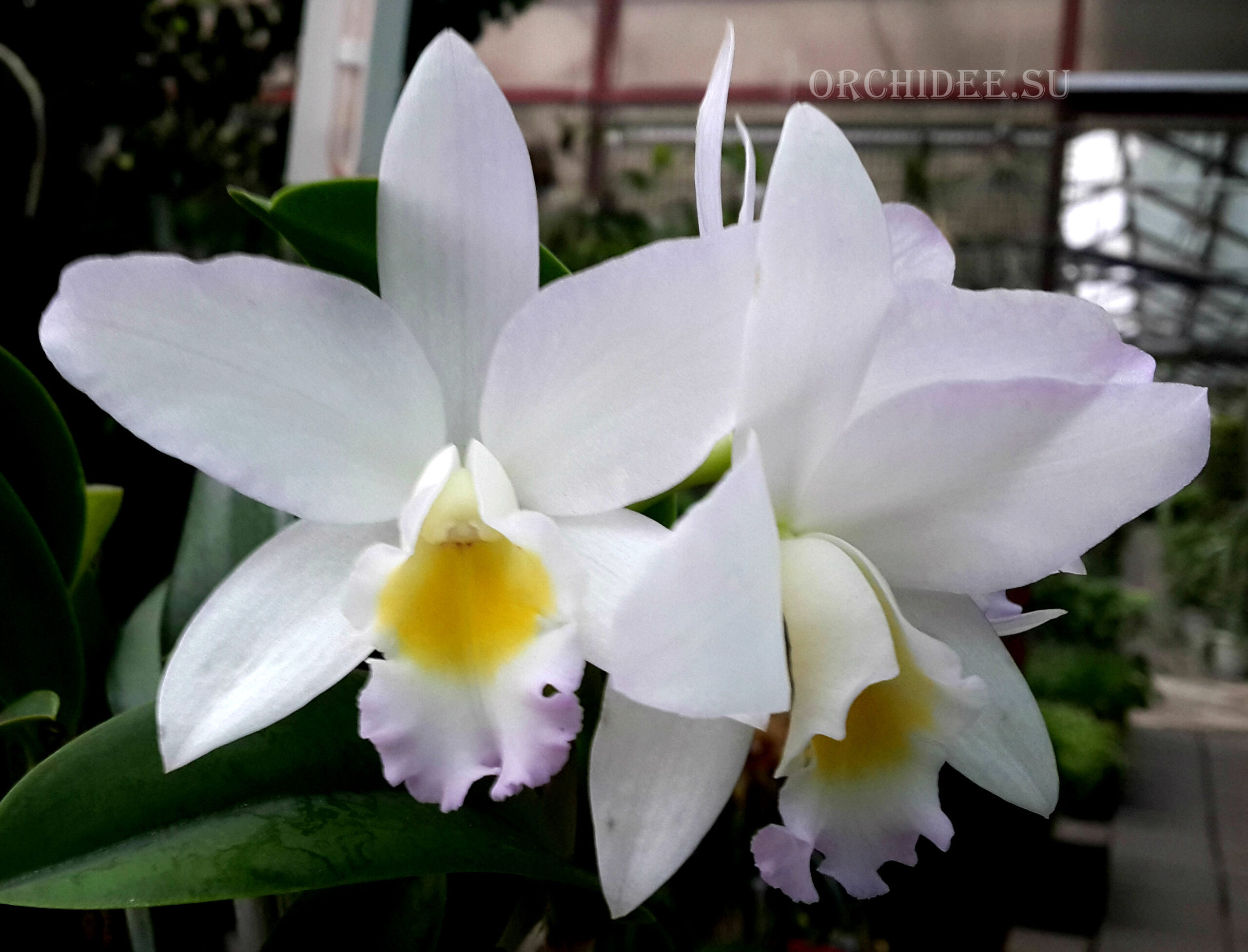 Cattleya hybrid 06