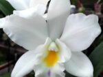 Cattleya hybrid 07