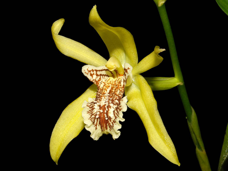 Coelogyne marthae