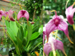 Masdevallia Charisma 'Purple Rain'