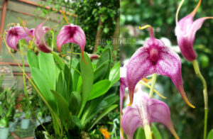 Masdevallia Charisma 'Purple Rain'