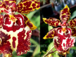 Oncidium Wild Cat 'Leopard'