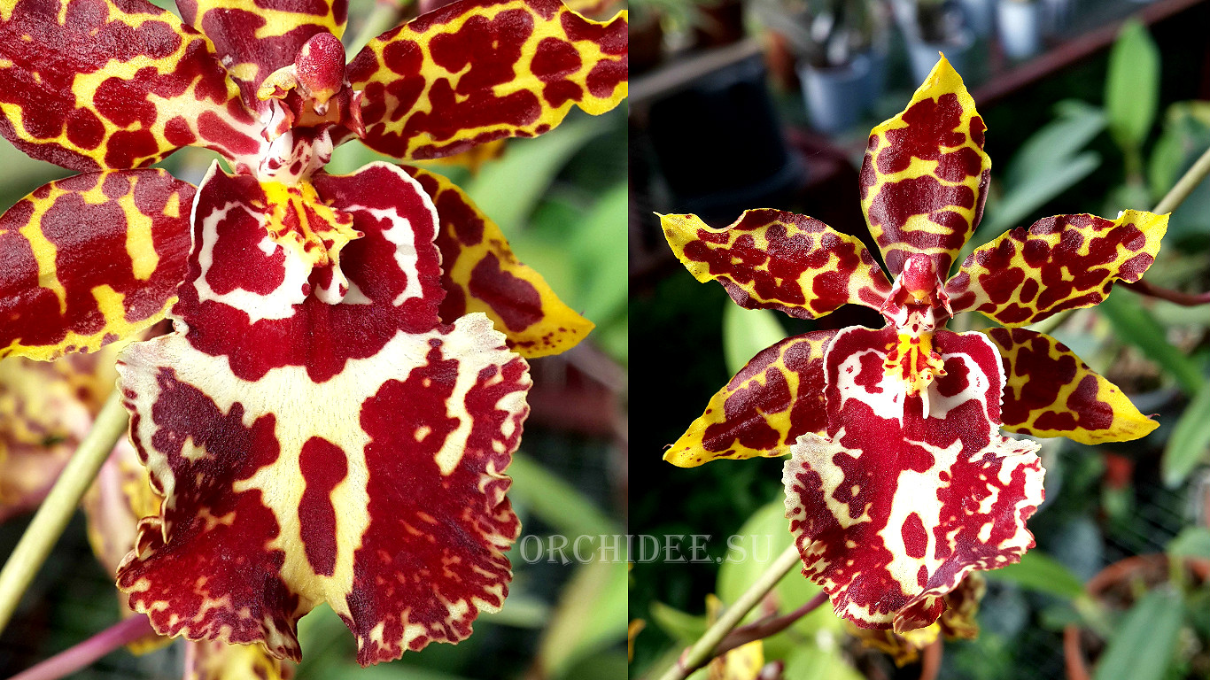 Oncidium Wild Cat 'Leopard'