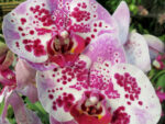 Phalaenopsis PH 186 Elegant Beauty Pink