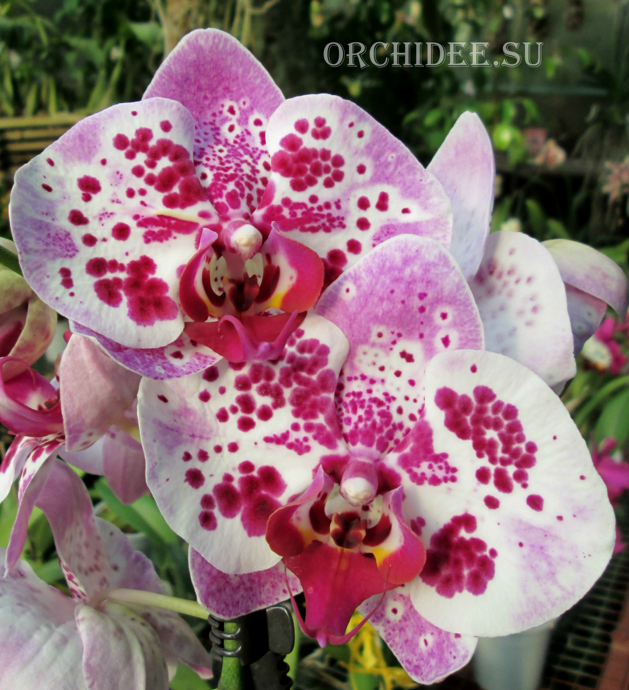 Phalaenopsis PH 186 Elegant Beauty Pink