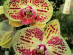 Phalaenopsis PH 187 Golden Dragon