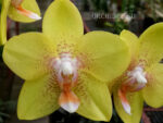 Phalaenopsis PH 188 Brother Lawrence
