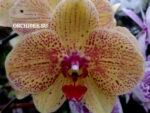 Phalaenopsis PH 192 Mariola