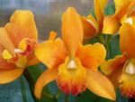 Cattleya hybrid 05