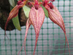 Bulbophyllum rothschildianum