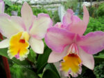 Cattleya hybrid 014