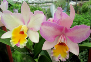 Cattleya hybrid 014