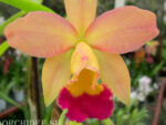 Cattleya hybrid 09