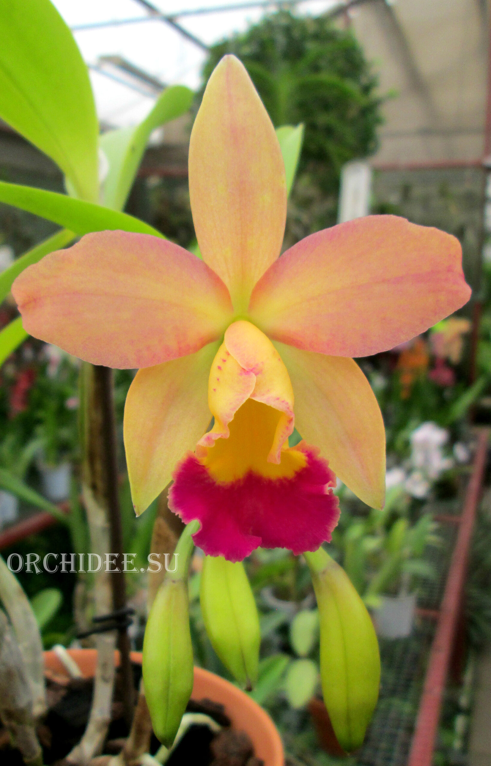 Cattleya hybrid 09