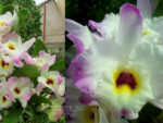 Dendrobium Sweet Pinky 'Momoko' BM/JOGA
