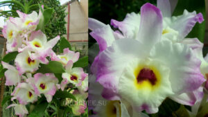 Dendrobium Sweet Pinky 'Momoko' BM/JOGA