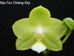 Doritaenopsis Tzu Chiang Key
