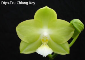 Doritaenopsis Tzu Chiang Key