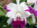 Laeliocattleya White Spark
