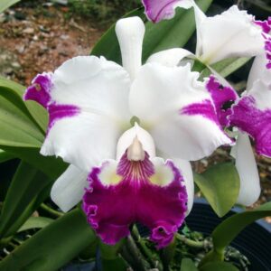 Laeliocattleya White Spark