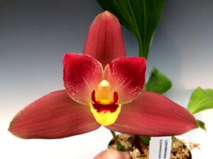 Angulocaste Red Jewel