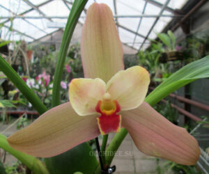 Lycaste Neuberg 9124