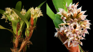 Maxillaria densa