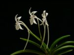 Neofinetia falcata