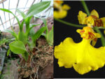 Oncidium flexuosum