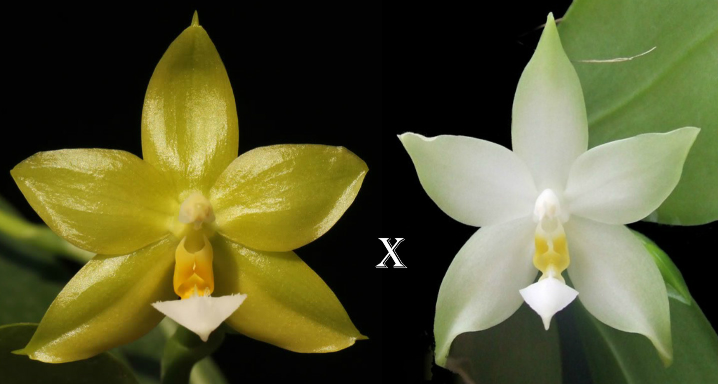 Phalaenopsis Yaphon Evergreen 'yaphon' x Phalaenopsis bellina alba