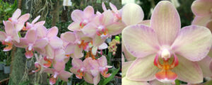 Phalaenopsis PHM 054