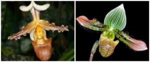 Paphiopedilum venustum x tranlienianum