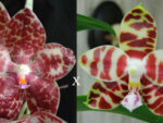 Phalaenopsis gigantea x Phalaenopsis Yaphon Nice Girl