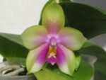 Phalaenopsis Yaphon Evergreen x Phalaenopsis bellina