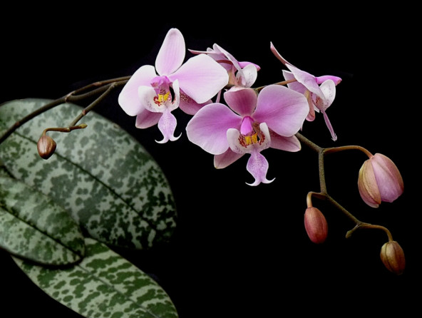 Phalaenopsis schilleriana