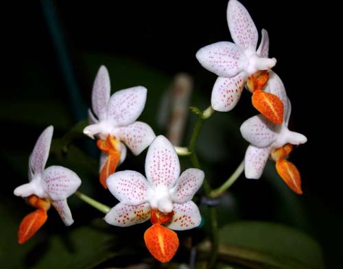 Phalaenopsis Mini Mark