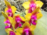 Phalaenopsis Dragon Tree Eagle