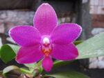 Phalaenopsis Ho's Lovely Amethyst