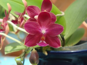 Phalaenopsis Nobby's Pacific Sunset