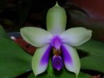 Phalaenopsis bellina x bellina blue