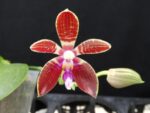 Phalaenopsis cornigiana x sib