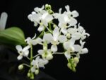 Phalaenopsis equestris alba