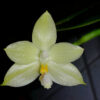 Phalaenopsis floresensis x sib