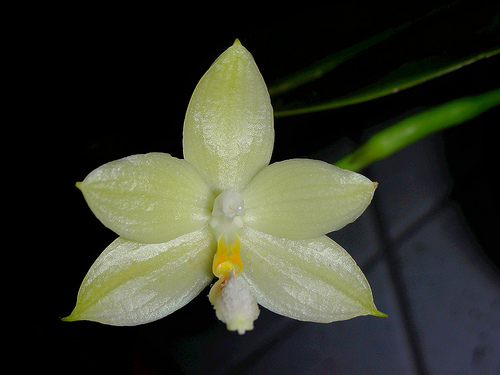Phalaenopsis floresensis x sib