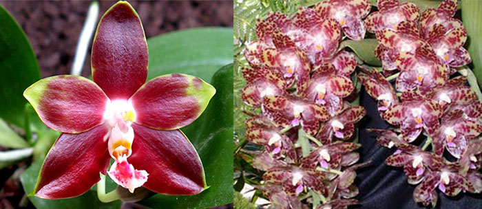 Phalaenopsis gigantea x Phalaenopsis Yaphon Goodboy