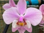Phalaenopsis schilleriana